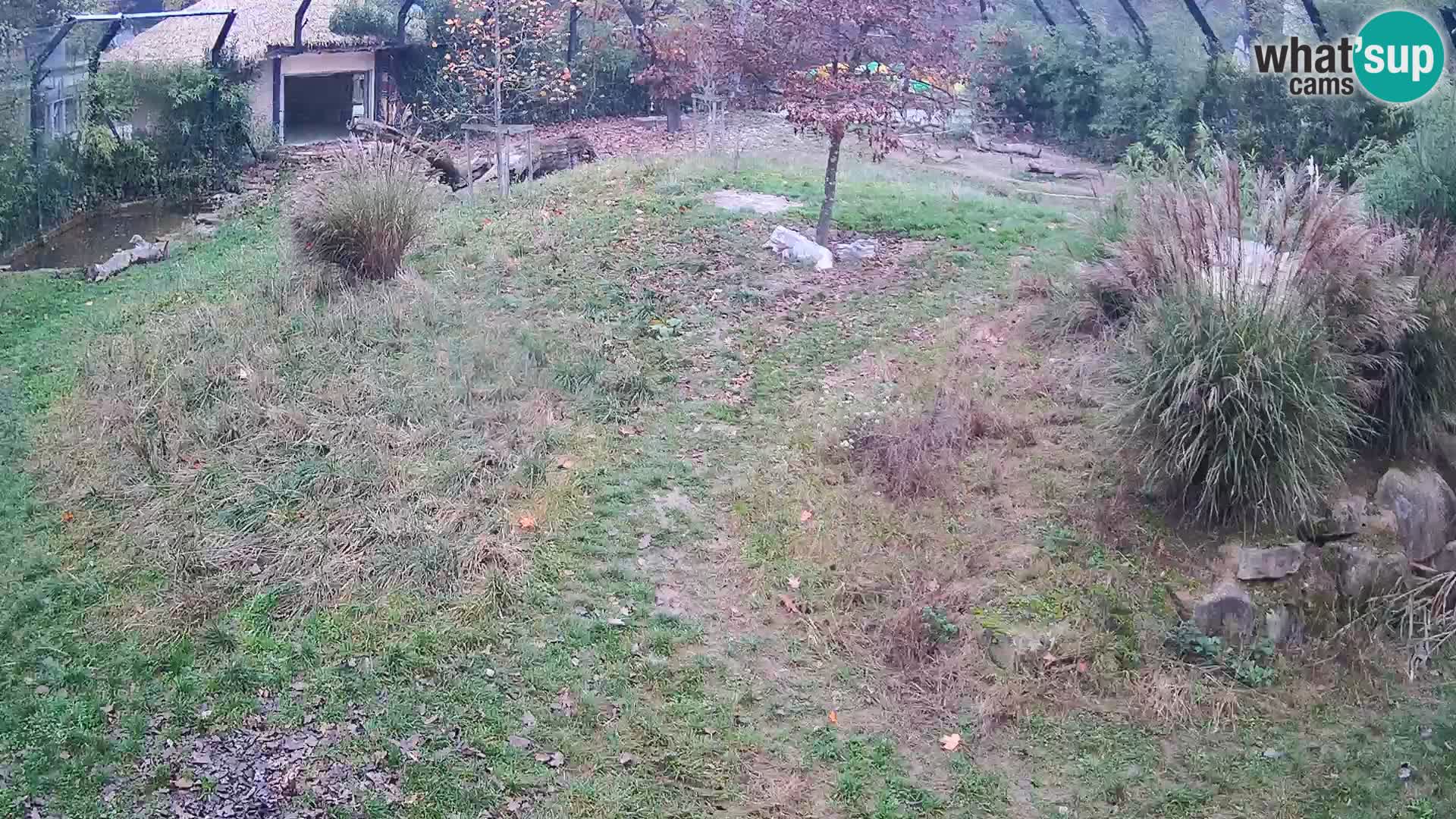 Zoo Ljubljana camera en vivo Leones