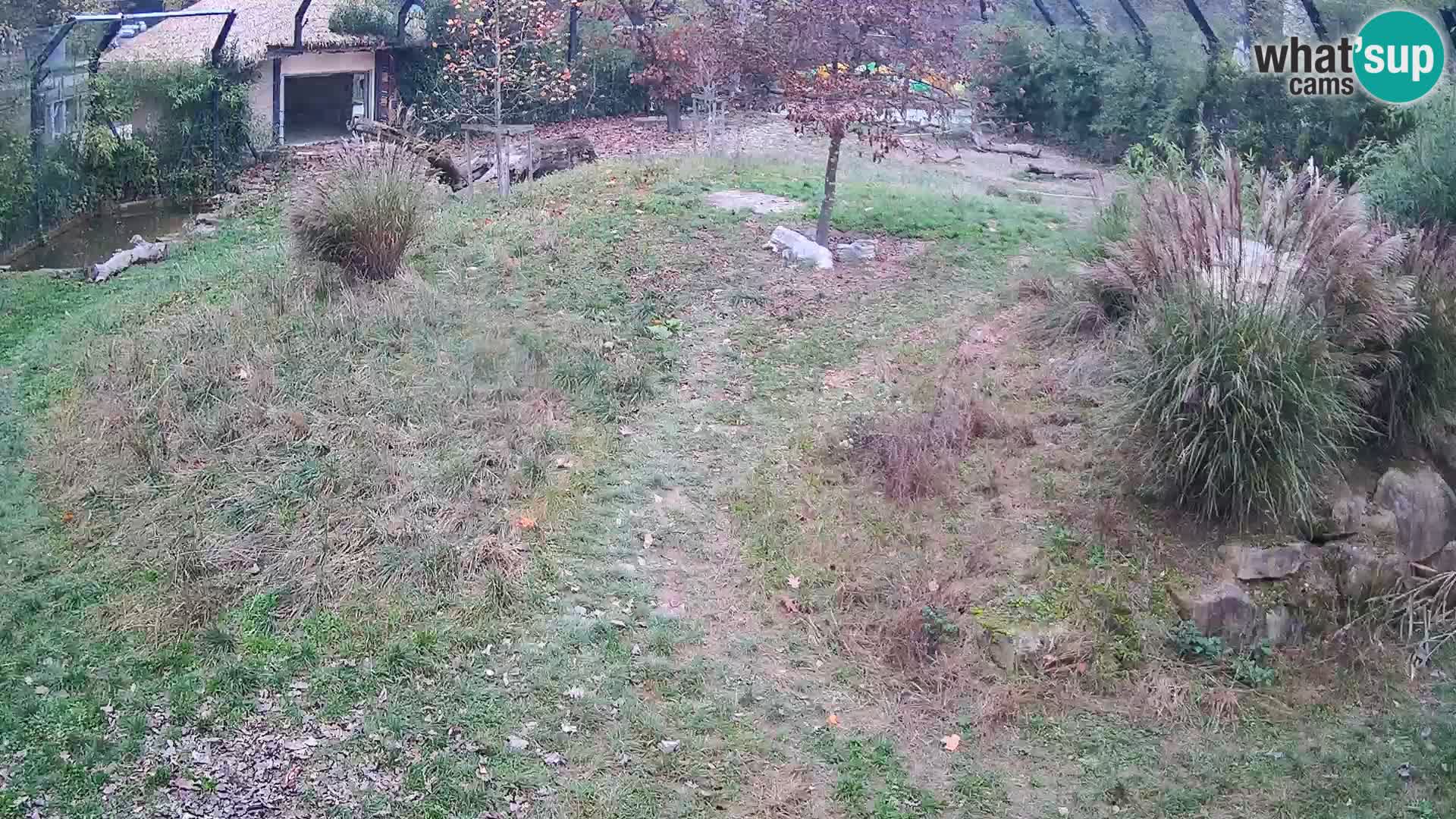 Zoo Ljubljana webcam Löwen