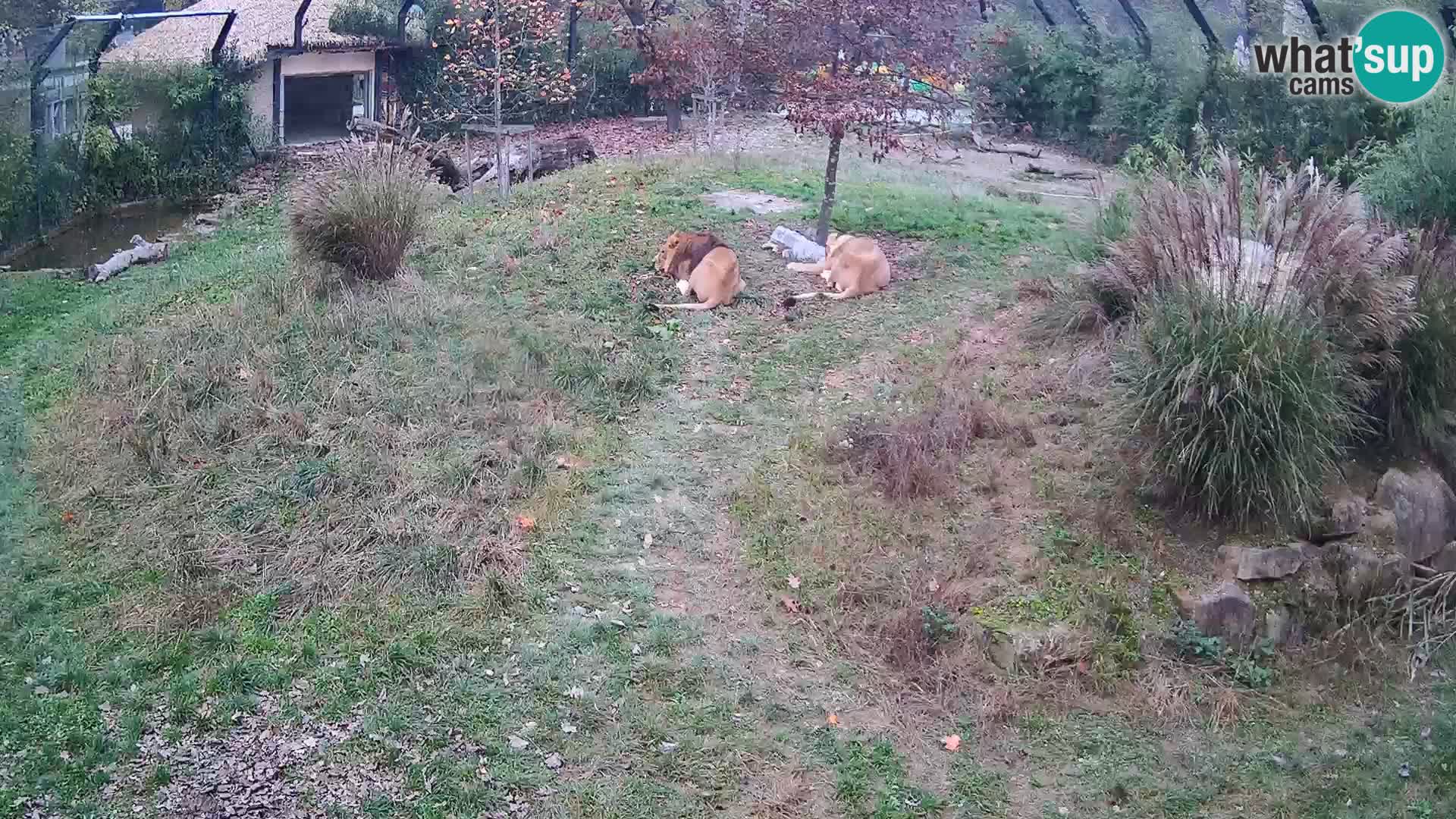 Ljubljana Zoo webcam Lion