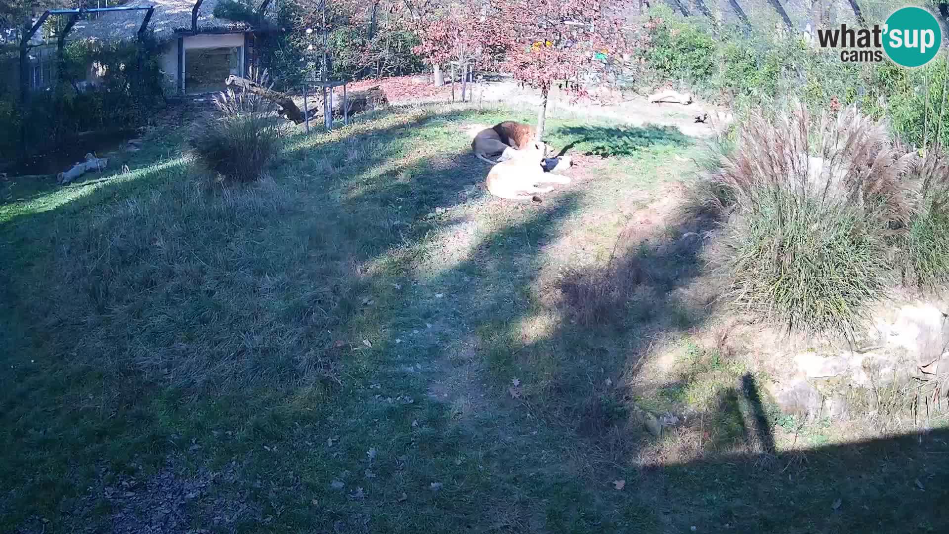 Zoo Ljubljana web kamera Lavovi