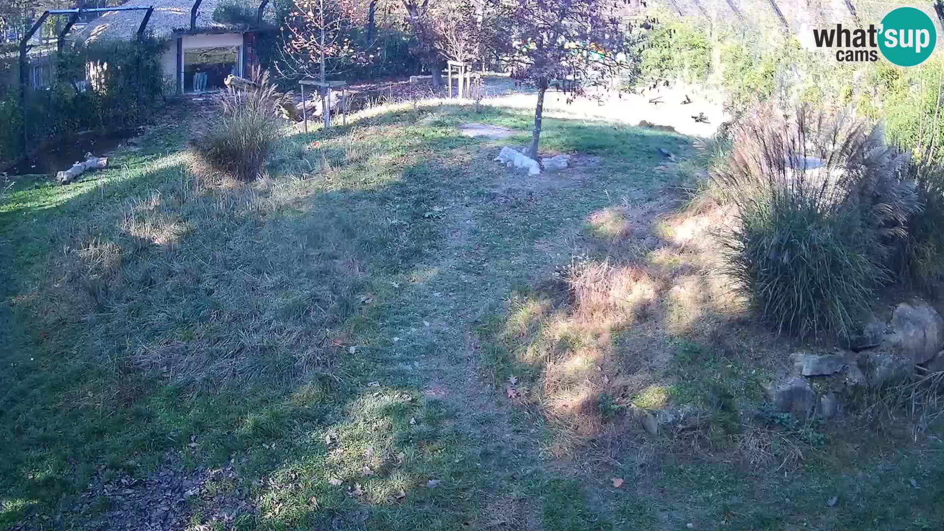 Zoo Ljubljana camera en vivo Leones