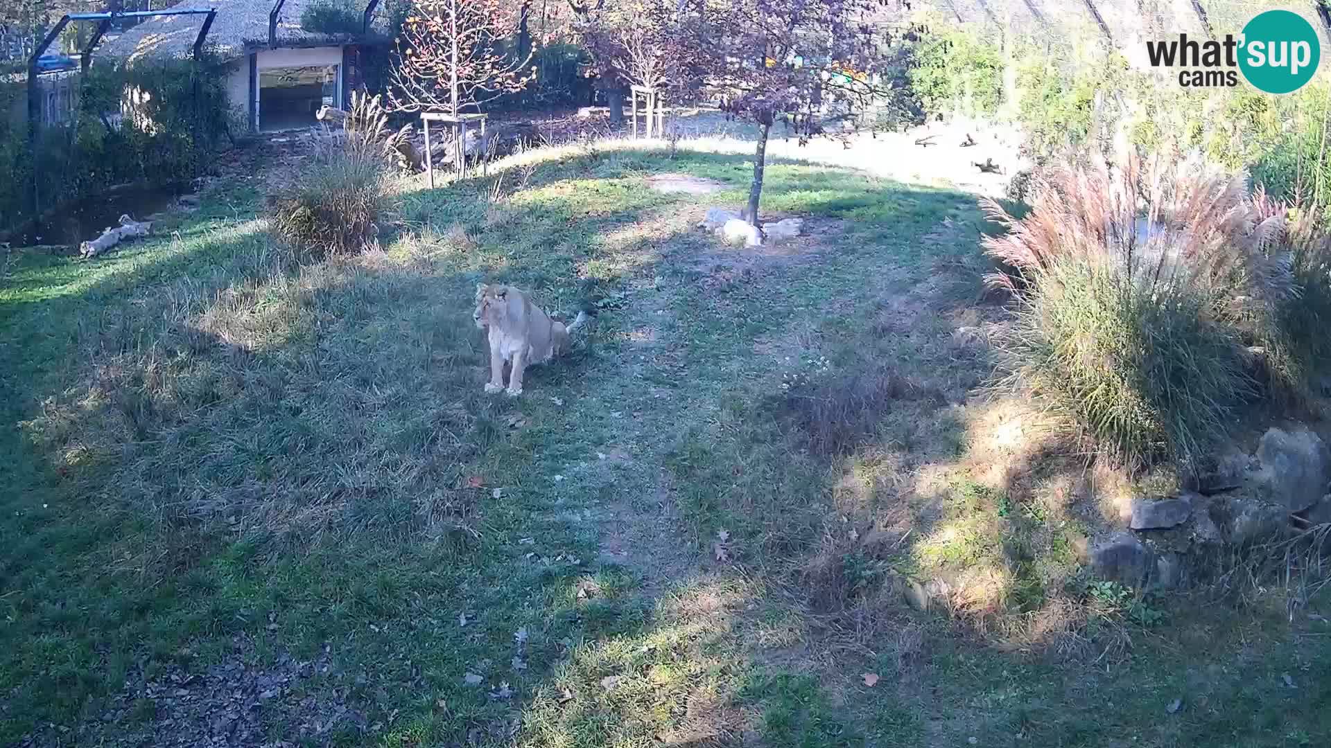 Živalski vrt Ljubljana kamera v živo Levi