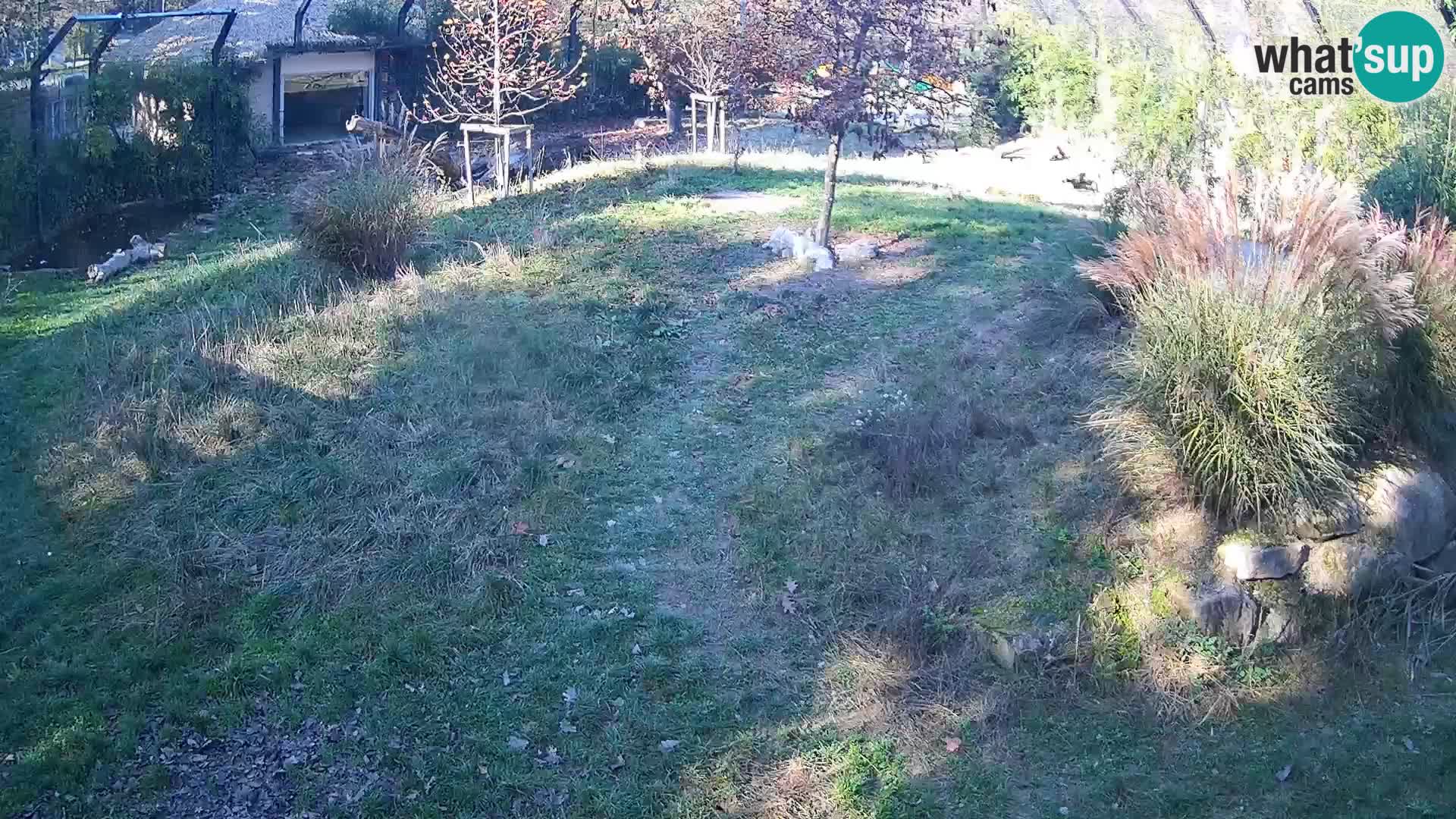 Zoo Ljubljana webcam Löwen