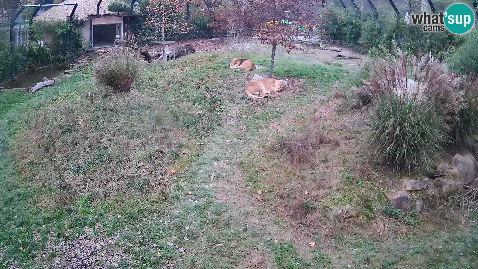 Zoo Ljubljana web kamera Lavovi