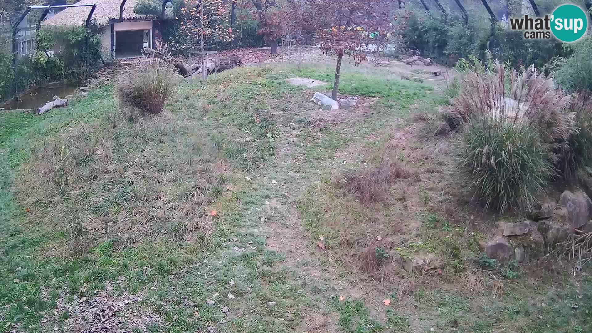 Živalski vrt Ljubljana kamera v živo Levi