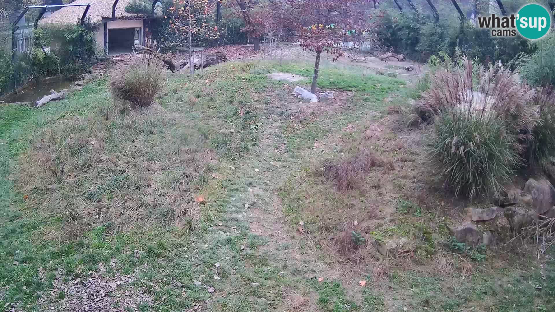 Ljubljana Zoo webcam Lion