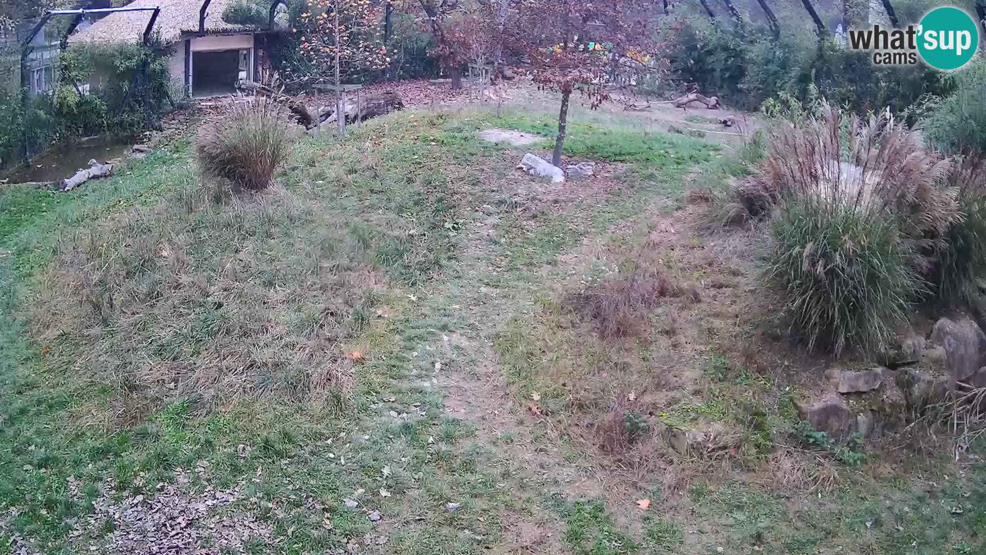 Zoo Lubiana live webcam Leoni