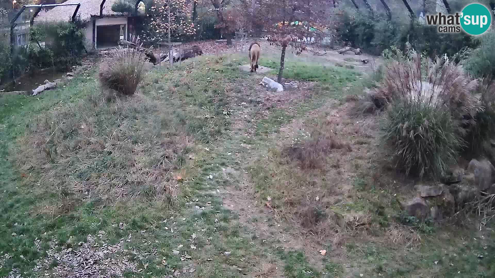 Live Ljubljana Zoo webcam Lion