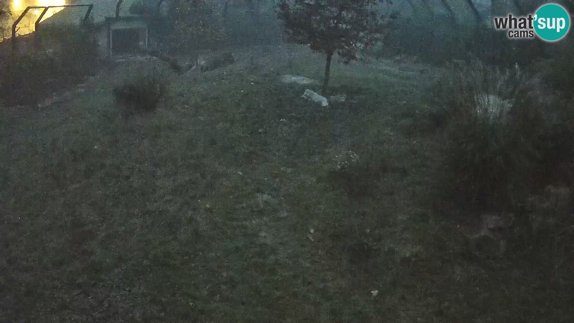 Ljubljana Zoo webcam Lion