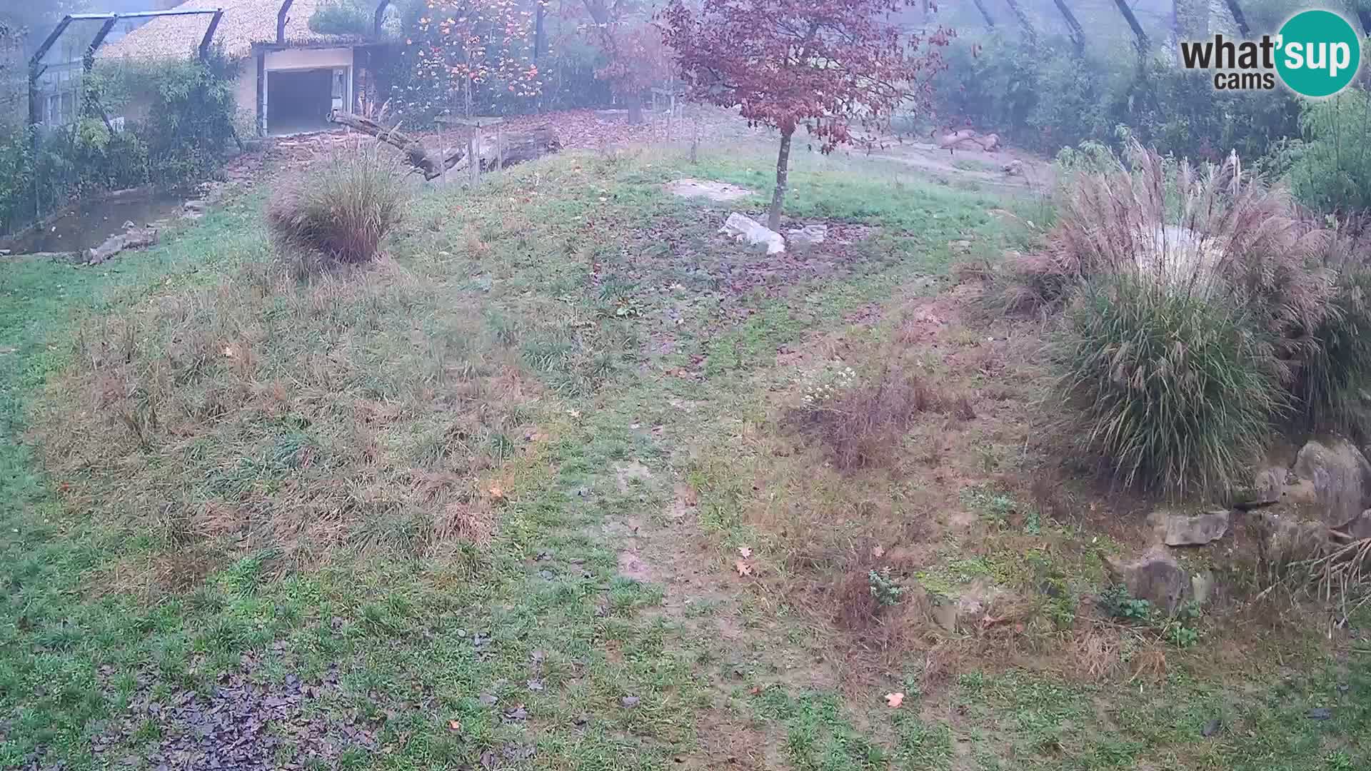 Ljubljana Zoo webcam Lion