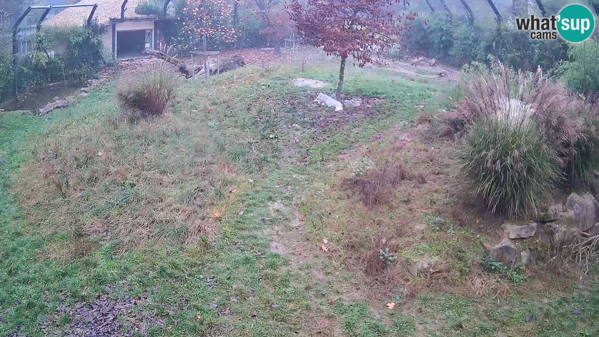 Živalski vrt Ljubljana kamera v živo Levi