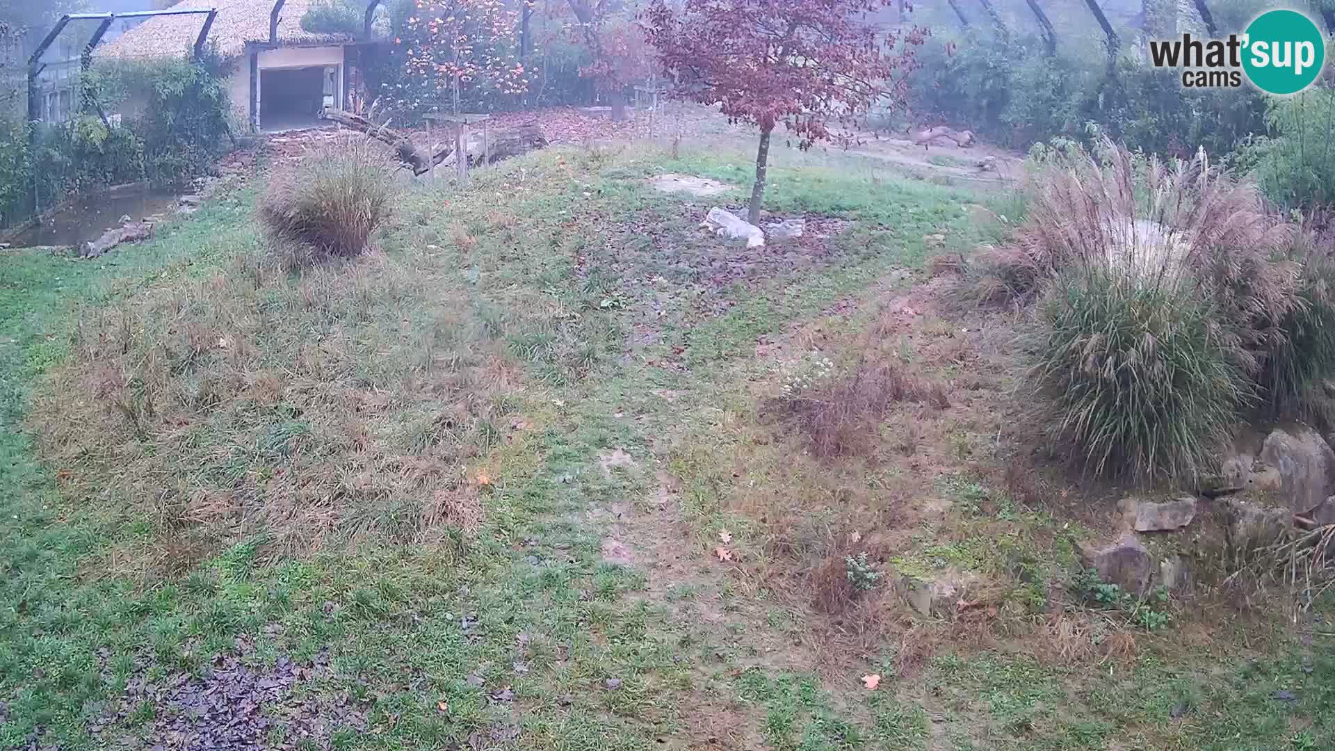 Zoo Ljubljana camera en vivo Leones