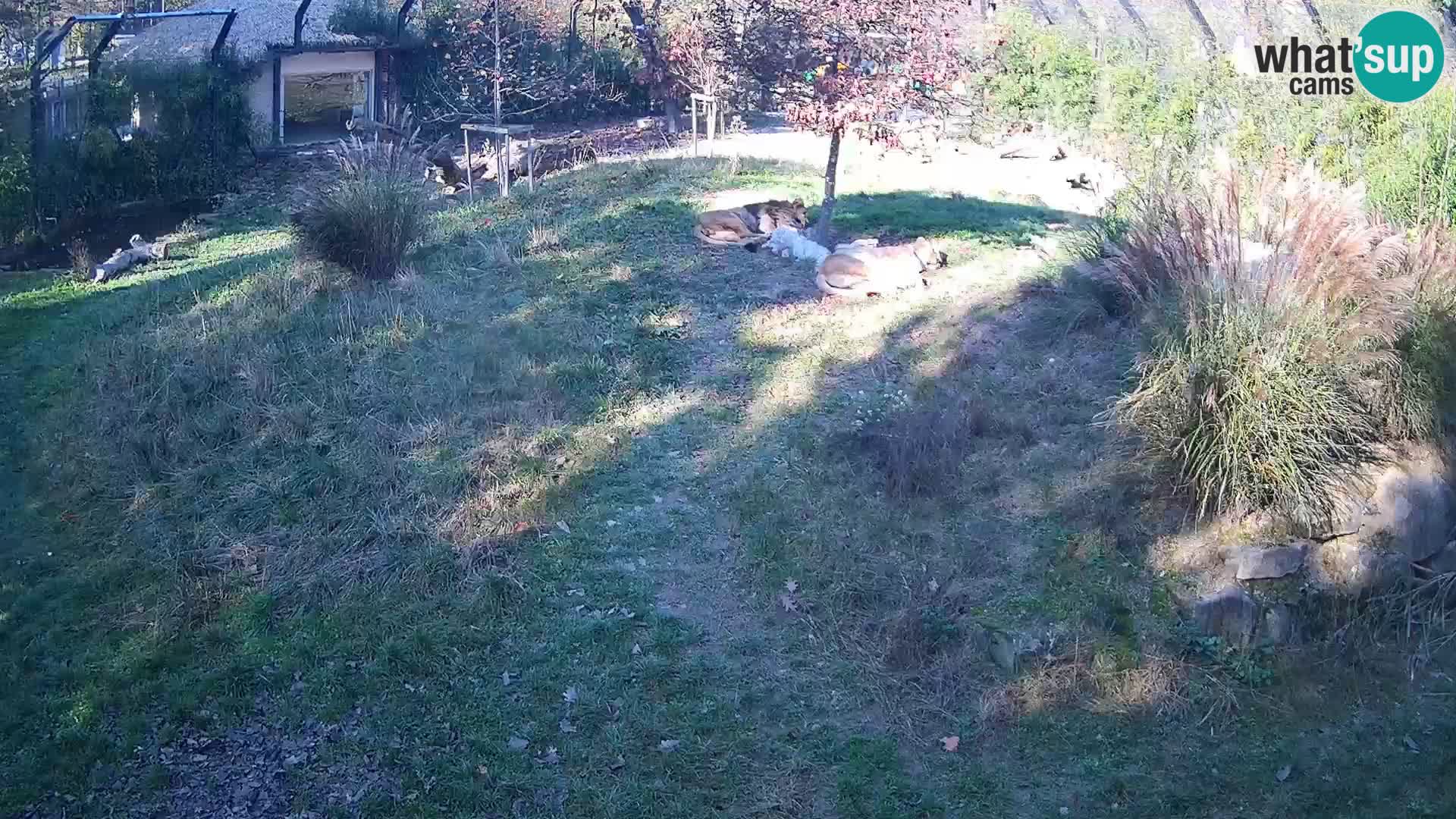 Live Ljubljana Zoo webcam Lion