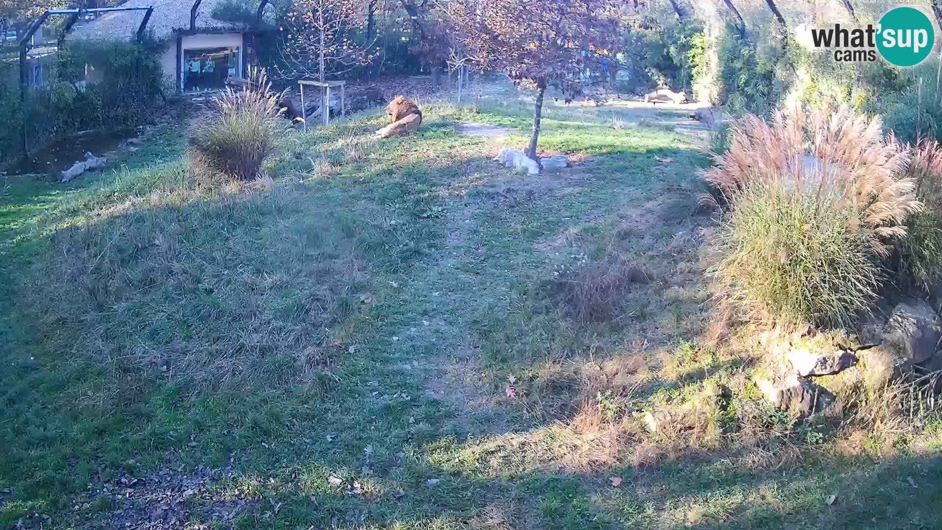 Živalski vrt Ljubljana kamera v živo Levi