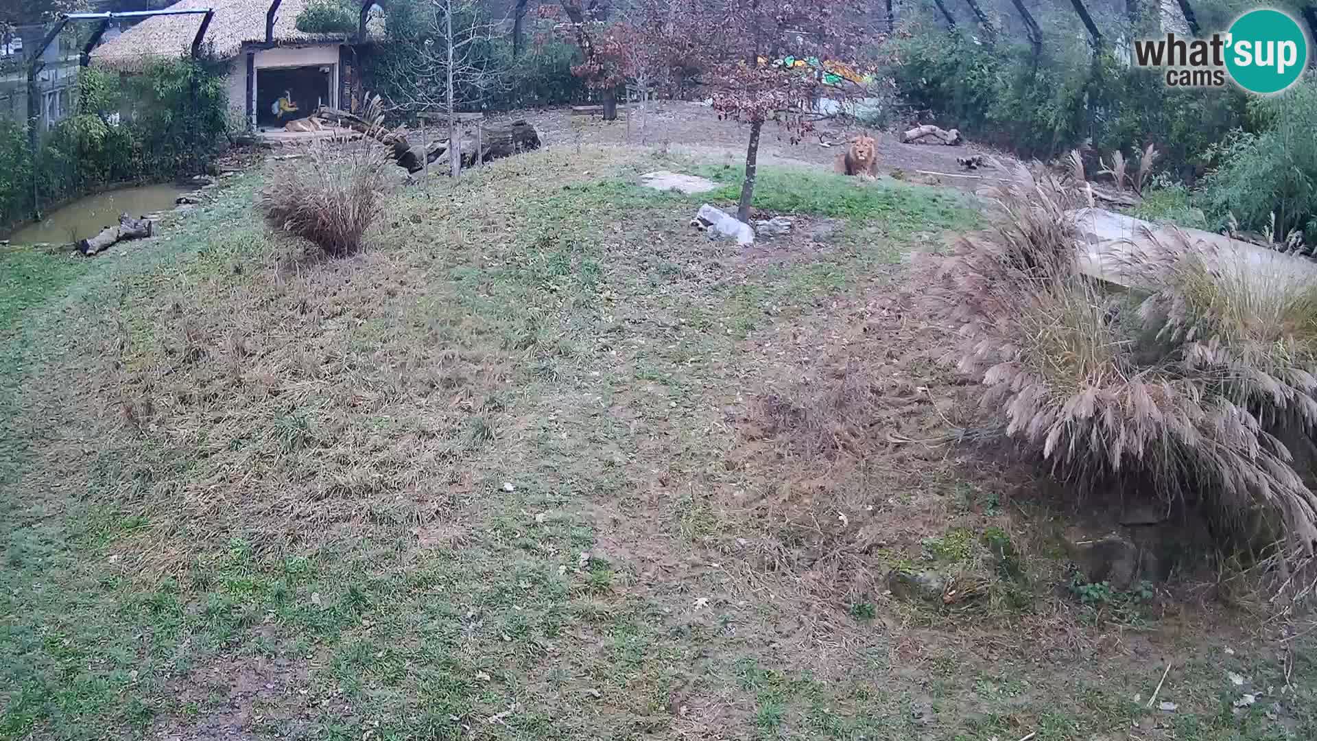 Live Ljubljana Zoo webcam Lion