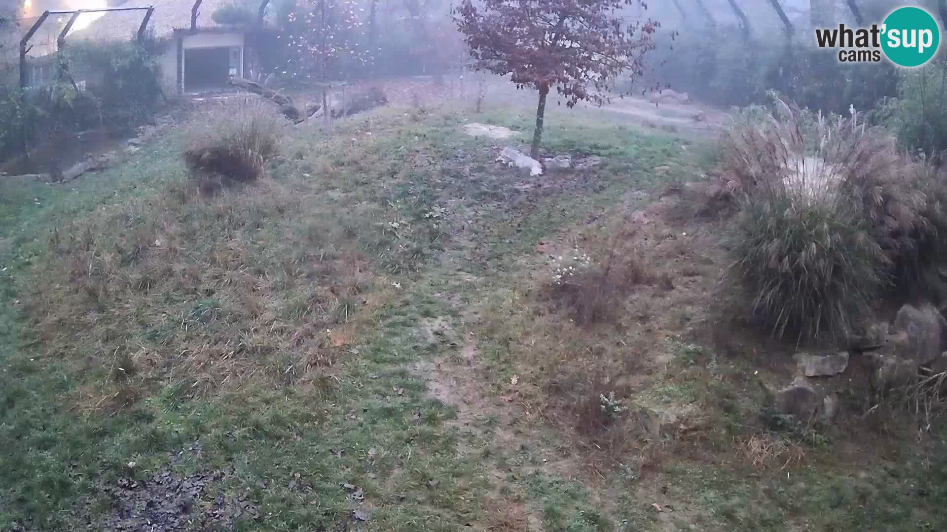 Zoo Lubiana live webcam Leoni