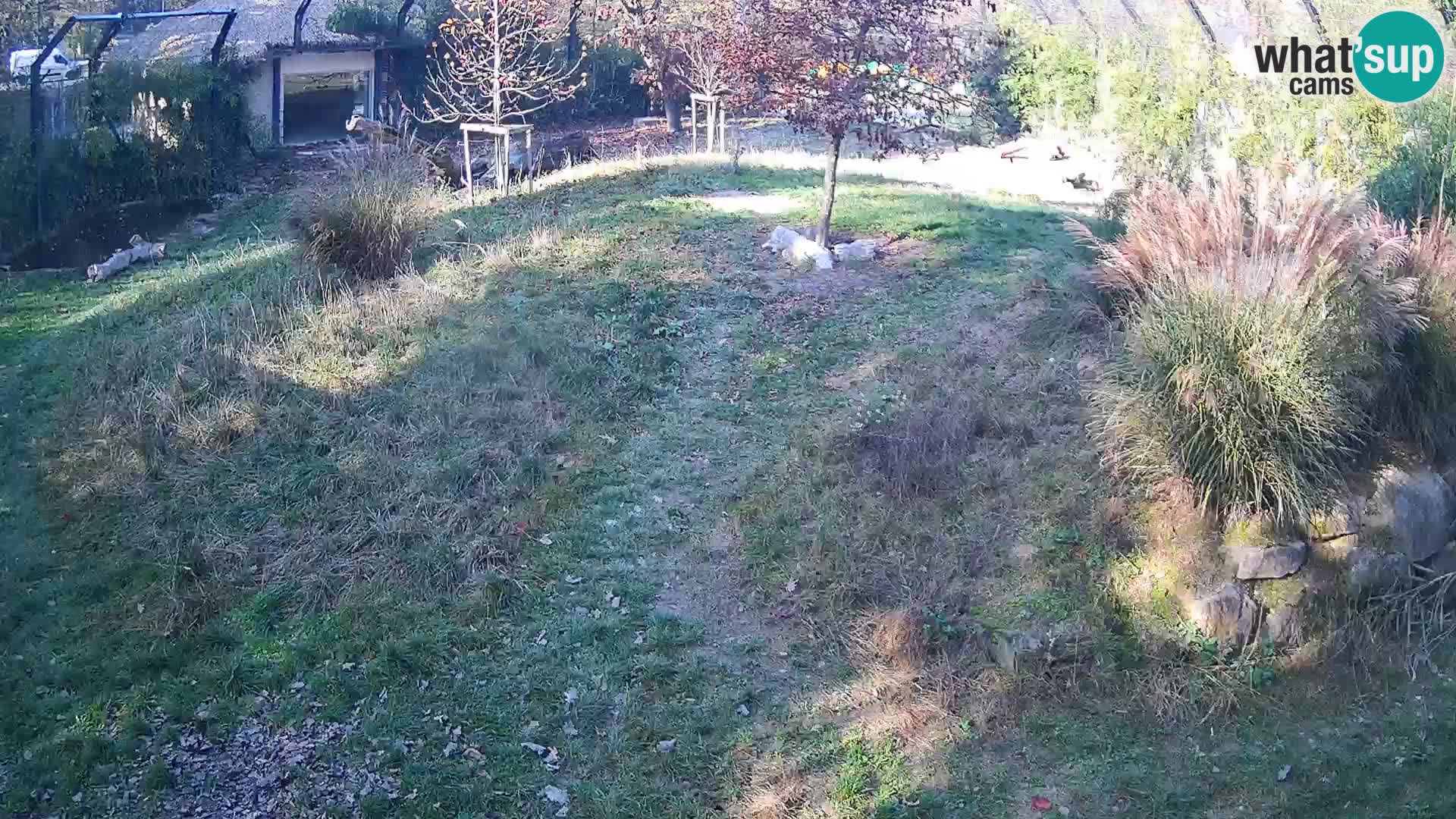 Zoo Lubiana live webcam Leoni