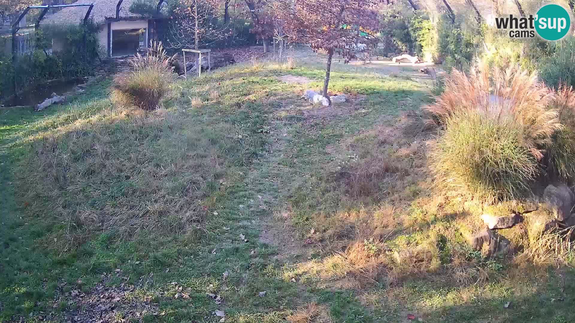Live Ljubljana Zoo webcam Lion