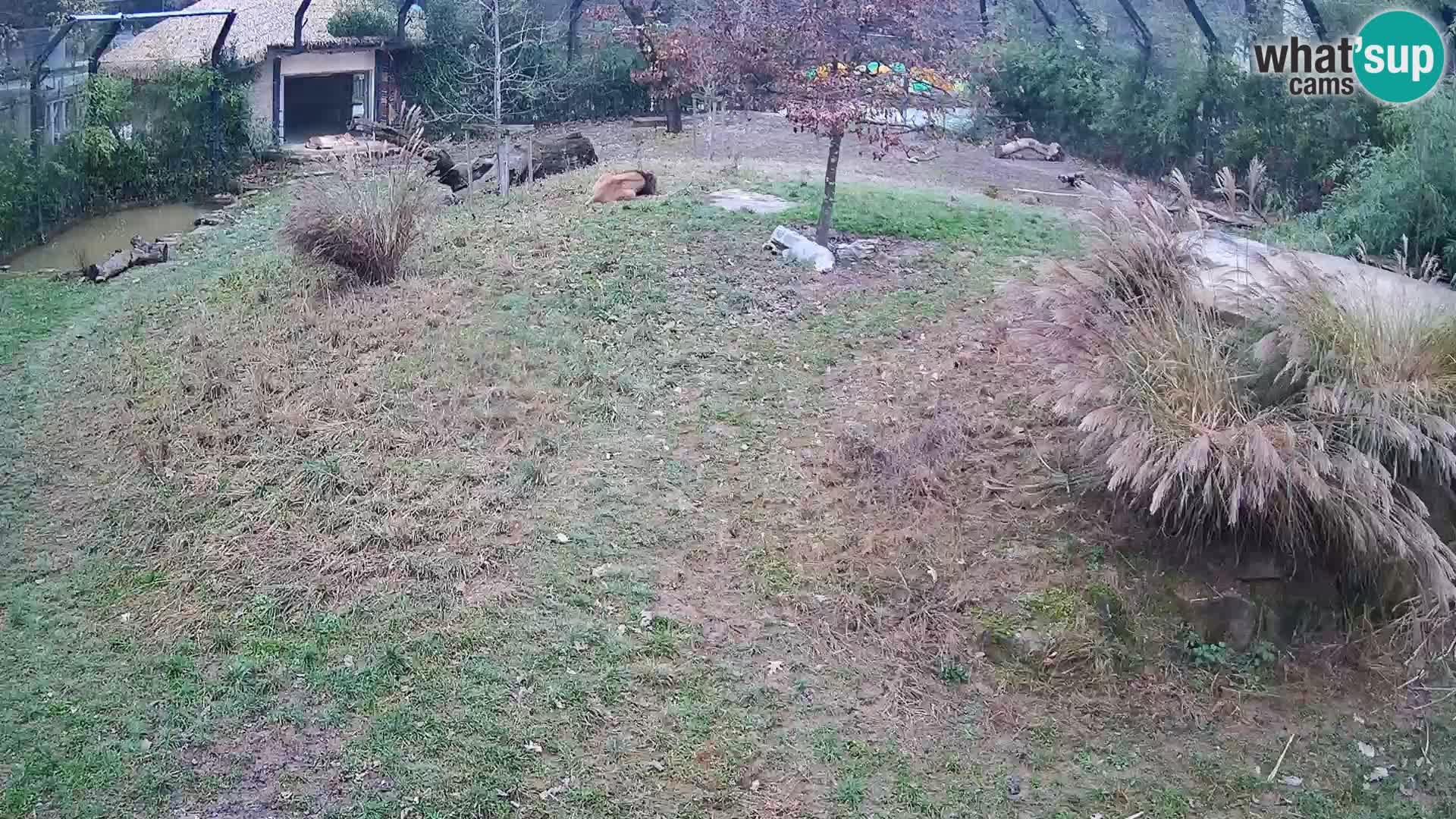 Live Ljubljana Zoo webcam Lion