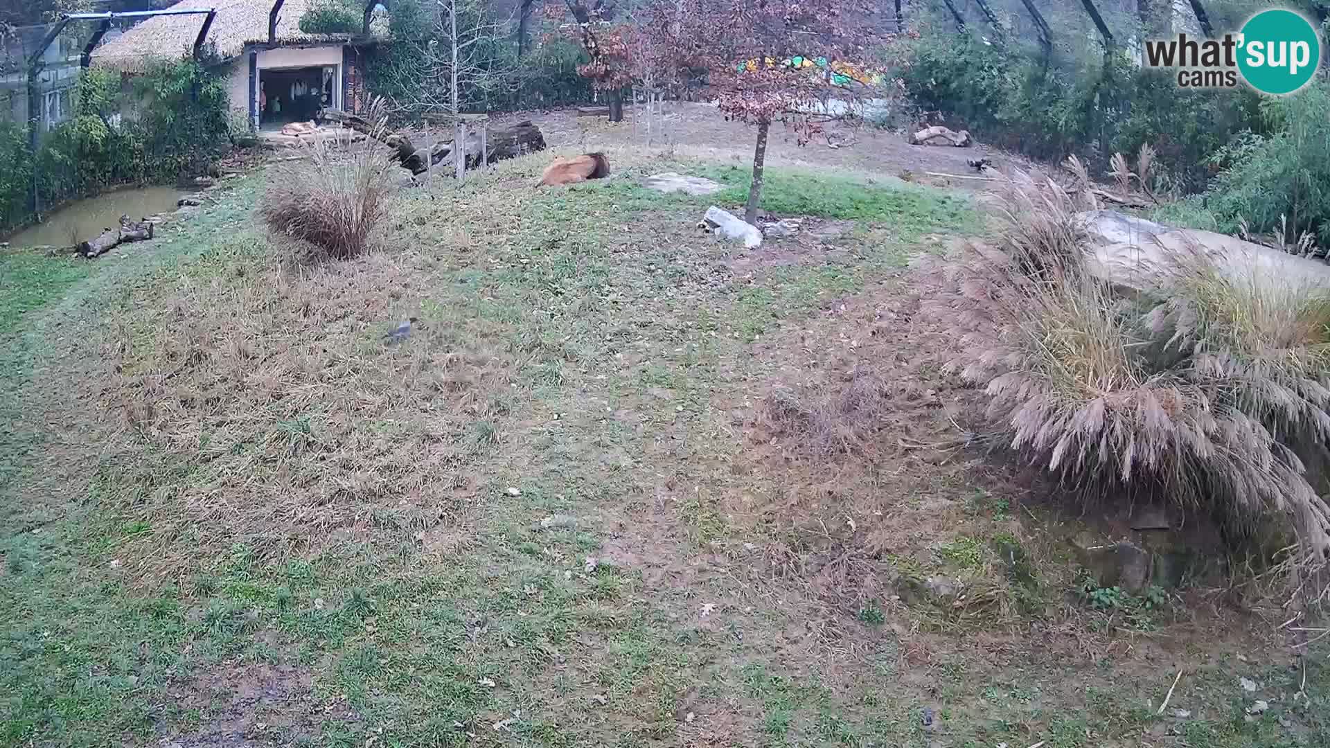 Zoo Lubiana live webcam Leoni