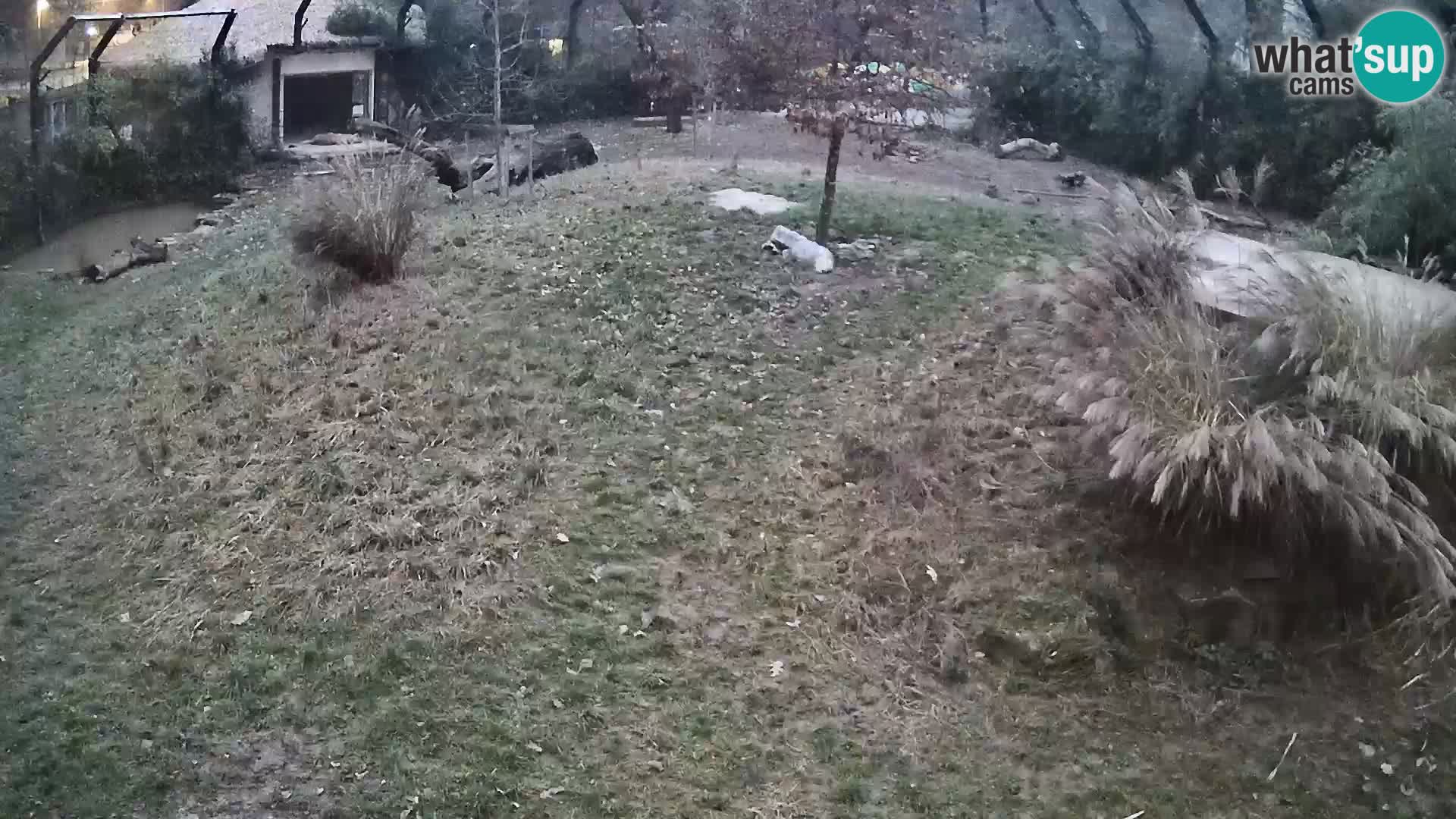 Živalski vrt Ljubljana kamera v živo Levi