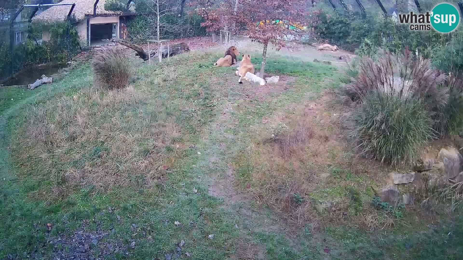 Zoo Ljubljana web kamera Lavovi