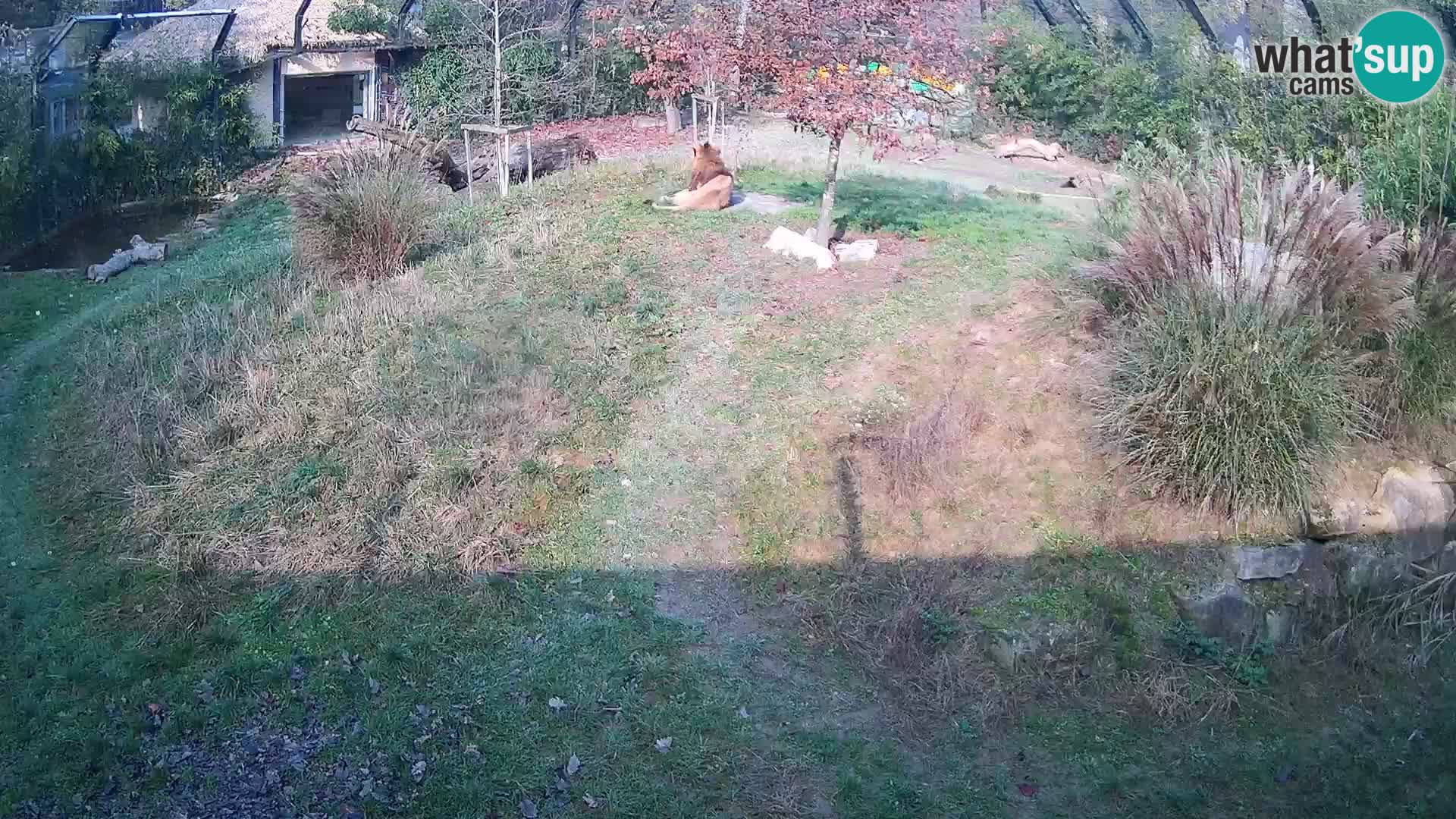 Zoo Ljubljana web kamera Lavovi