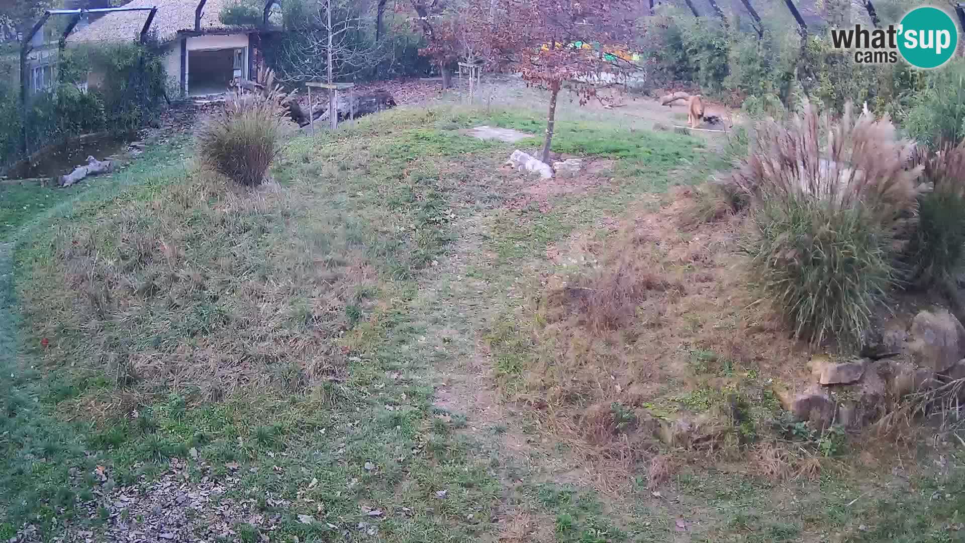 Zoo Ljubljana camera en vivo Leones