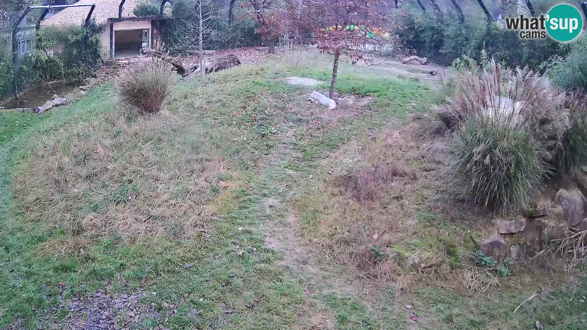 Zoo Ljubljana webcam Löwen