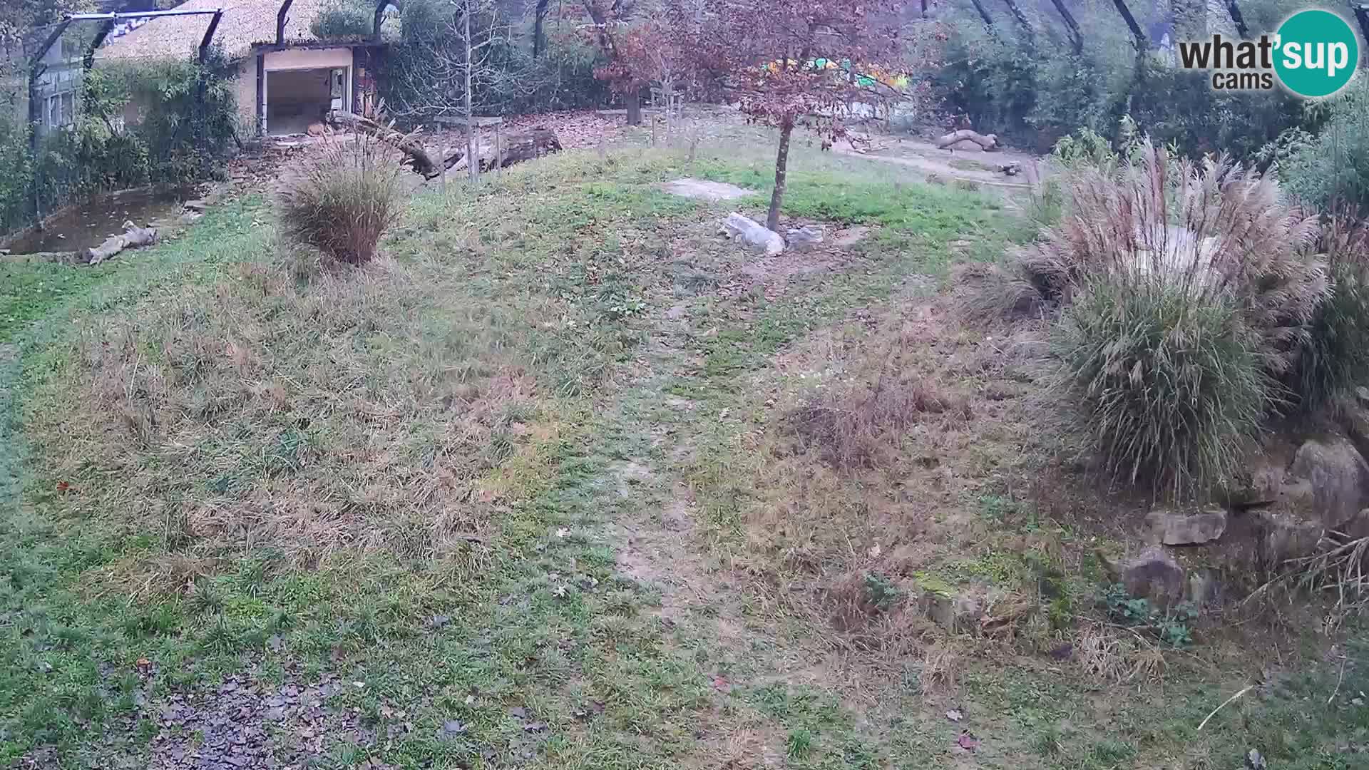 Live Ljubljana Zoo webcam Lion