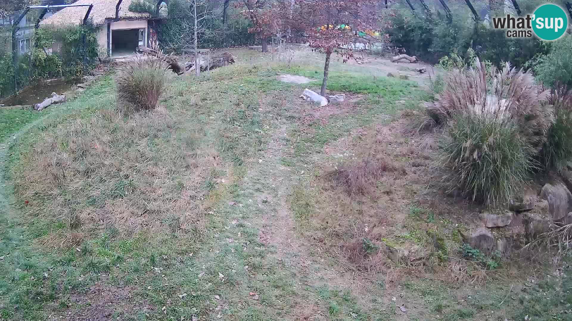 Zoo Ljubljana camera en vivo Leones