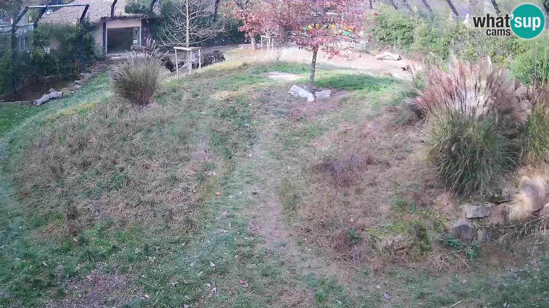 Zoo Ljubljana web kamera Lavovi