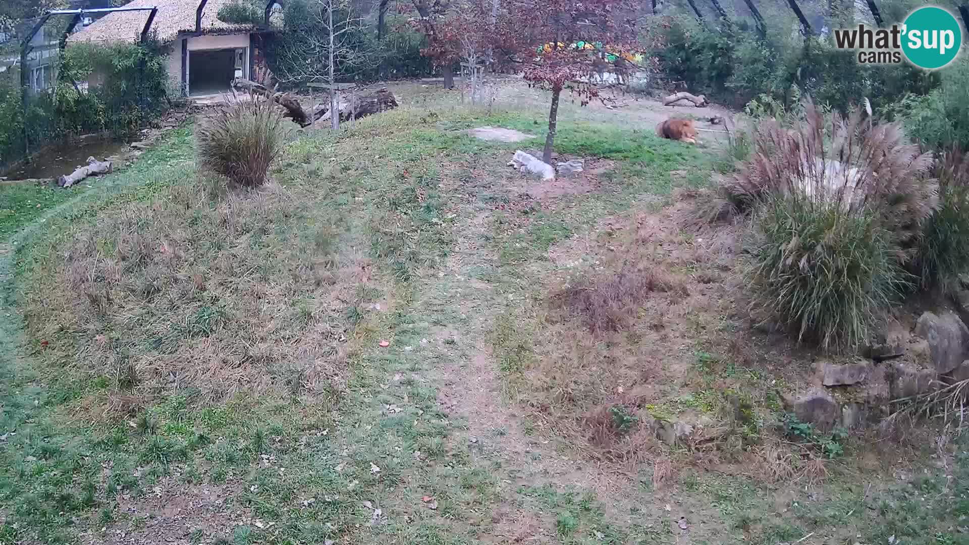 Zoo Ljubljana web kamera Lavovi