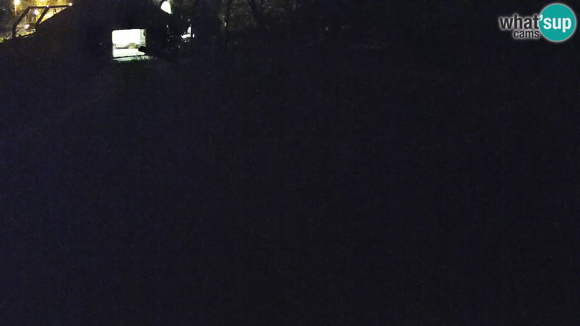 Zoo Ljubljana webcam Löwen