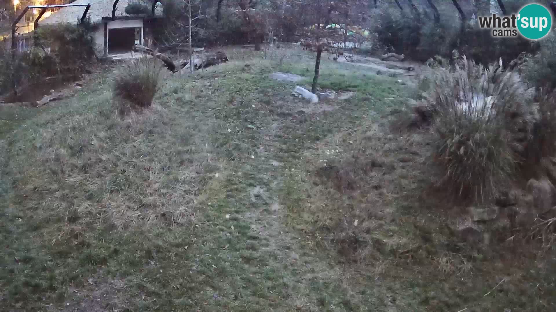 Zoo Ljubljana webcam Löwen