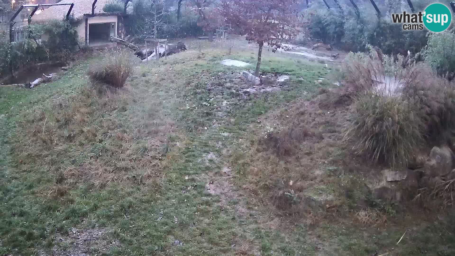 Zoo Ljubljana webcam Löwen