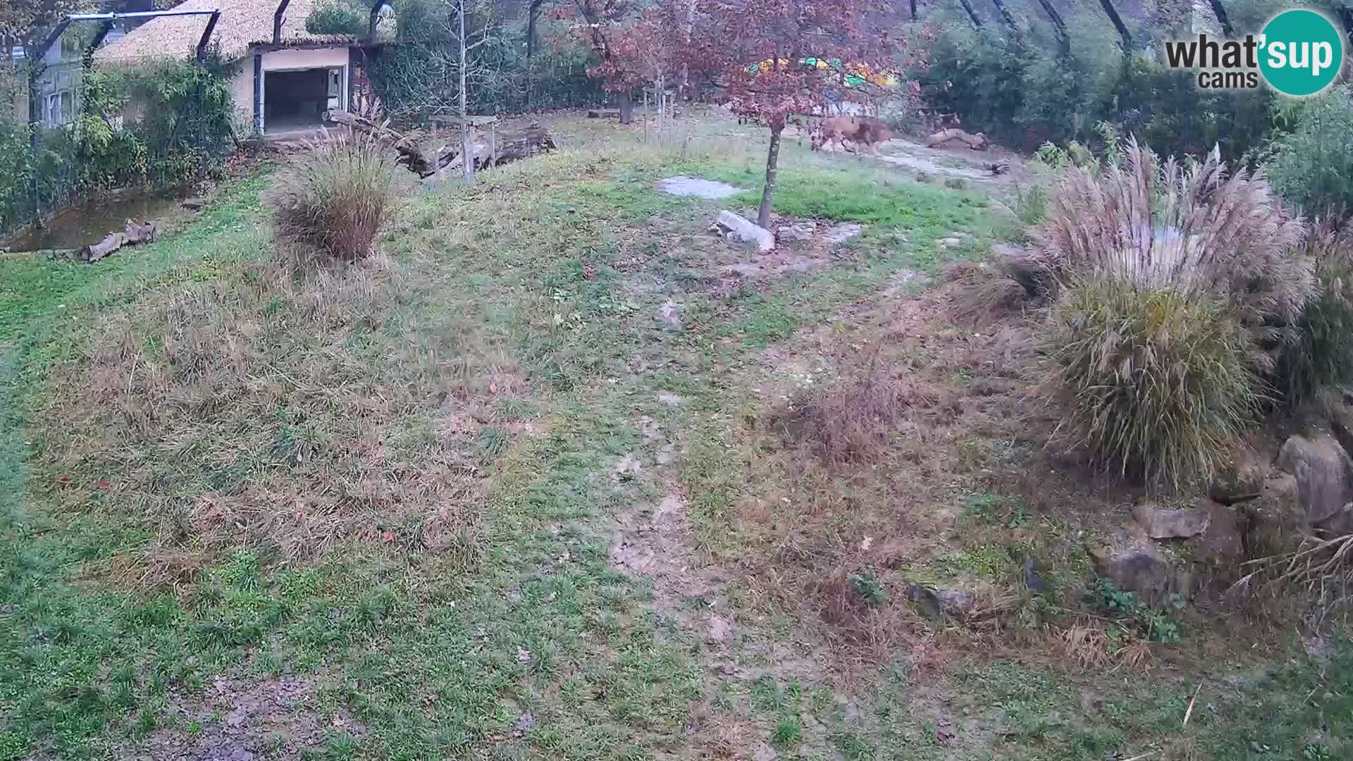 Ljubljana Zoo webcam Lion