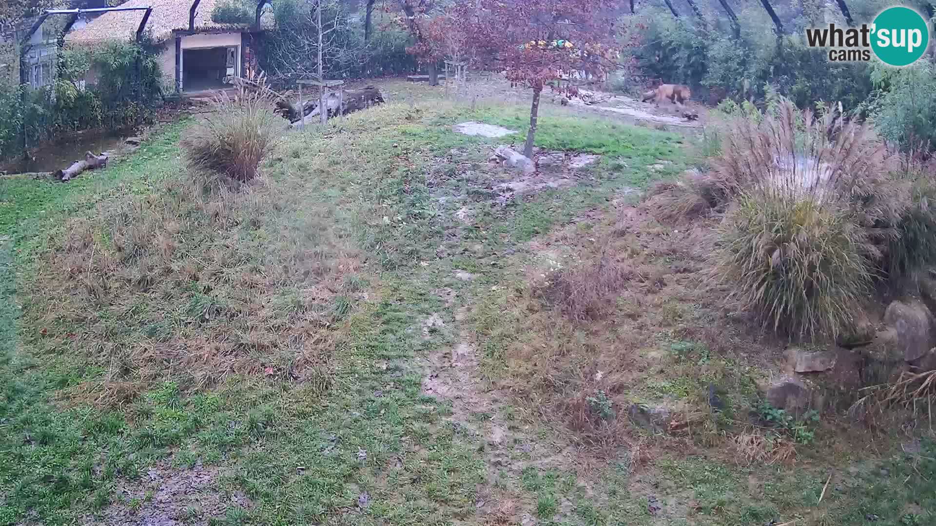 Ljubljana Zoo webcam Lion