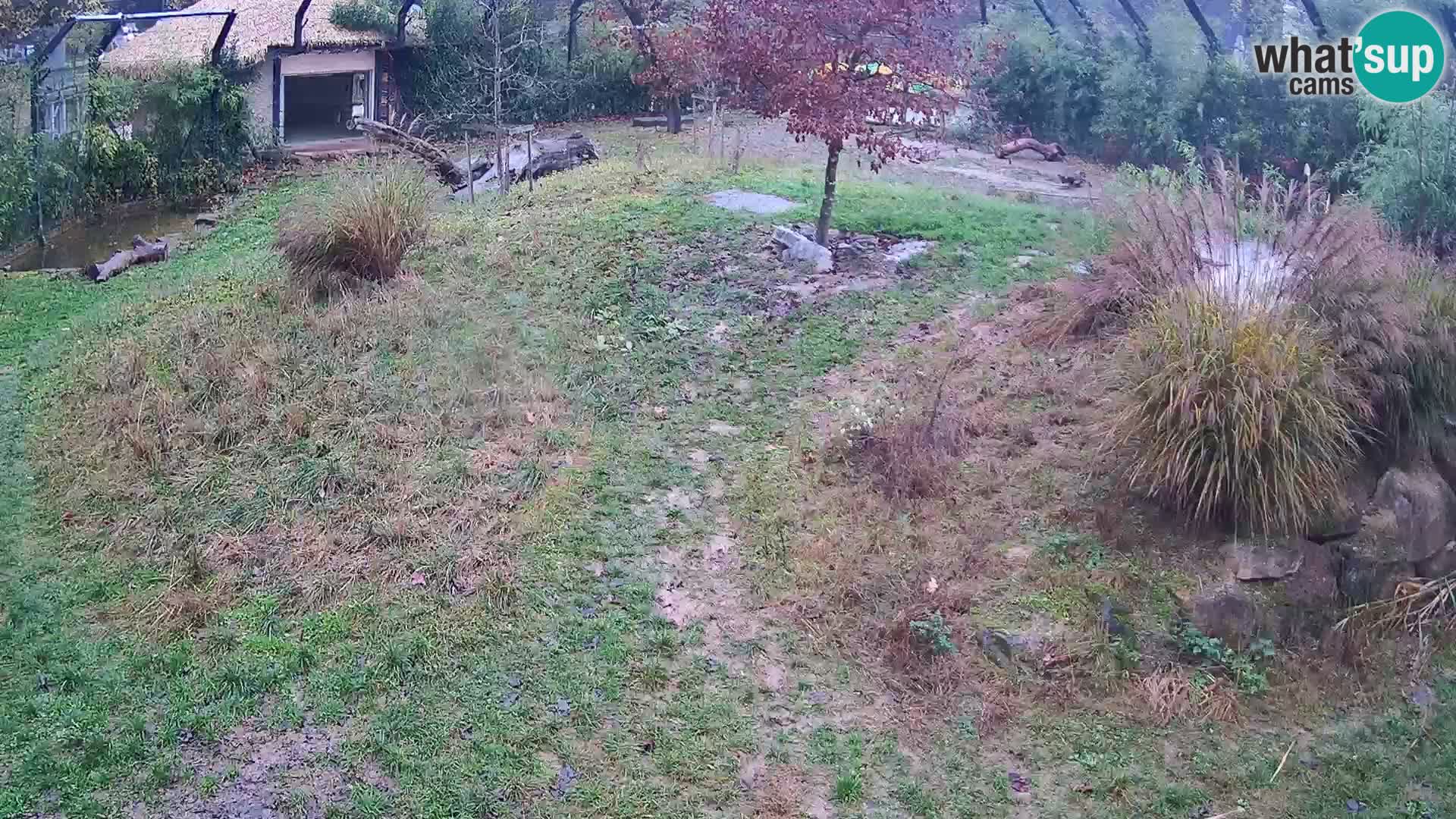 Zoo Ljubljana web kamera Lavovi