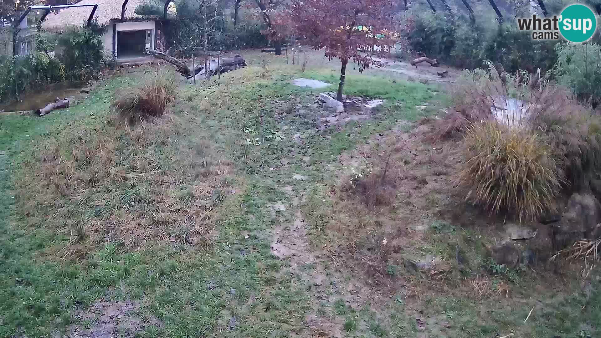 Zoo Lubiana live webcam Leoni
