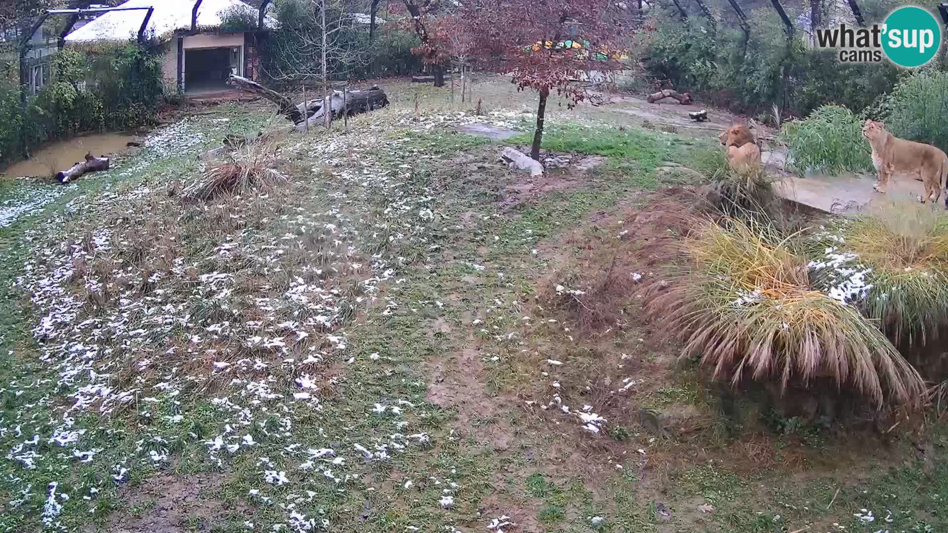 Zoo Ljubljana camera en vivo Leones