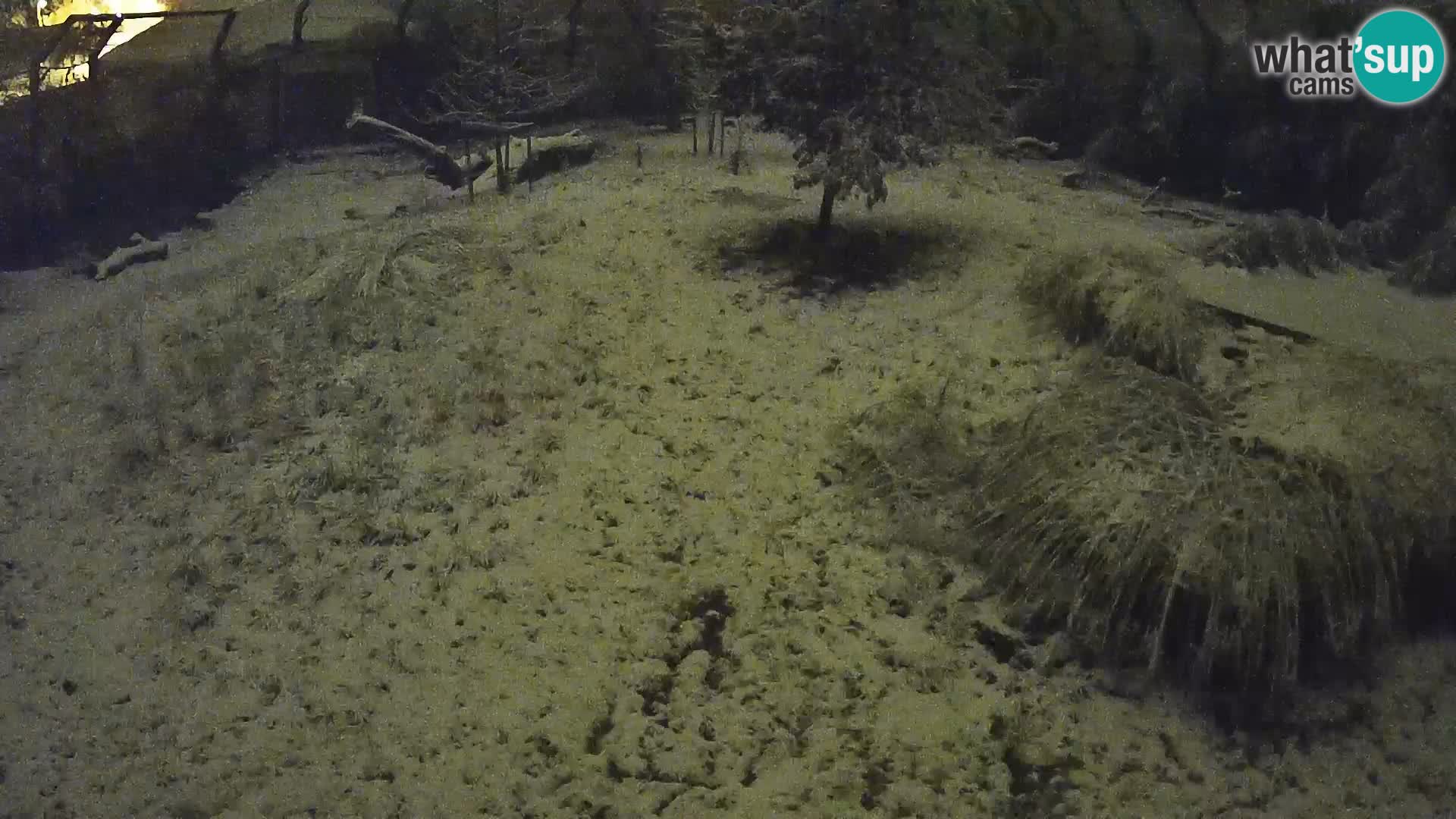 Live Ljubljana Zoo webcam Lion