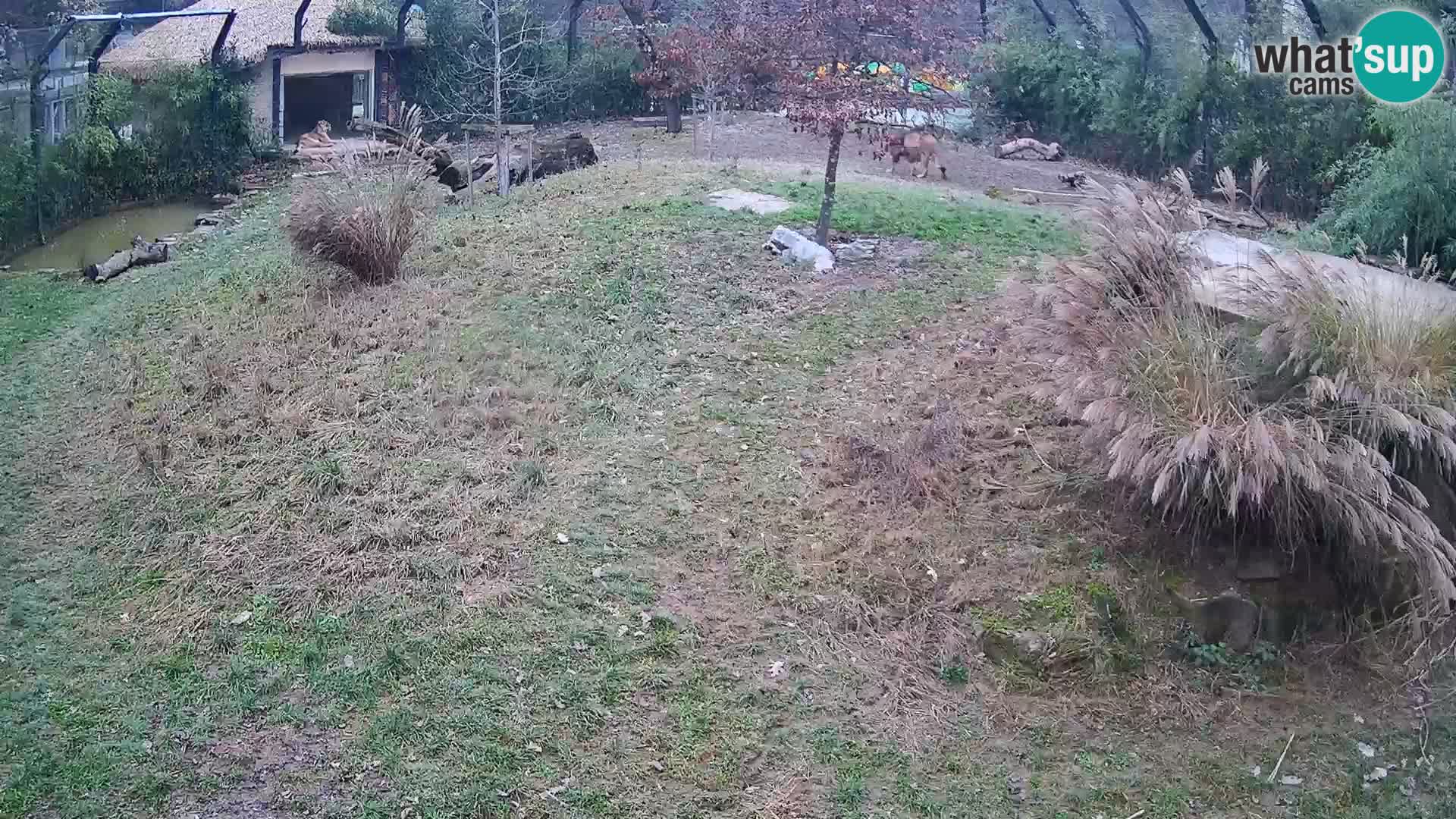 Zoo Ljubljana web kamera Lavovi
