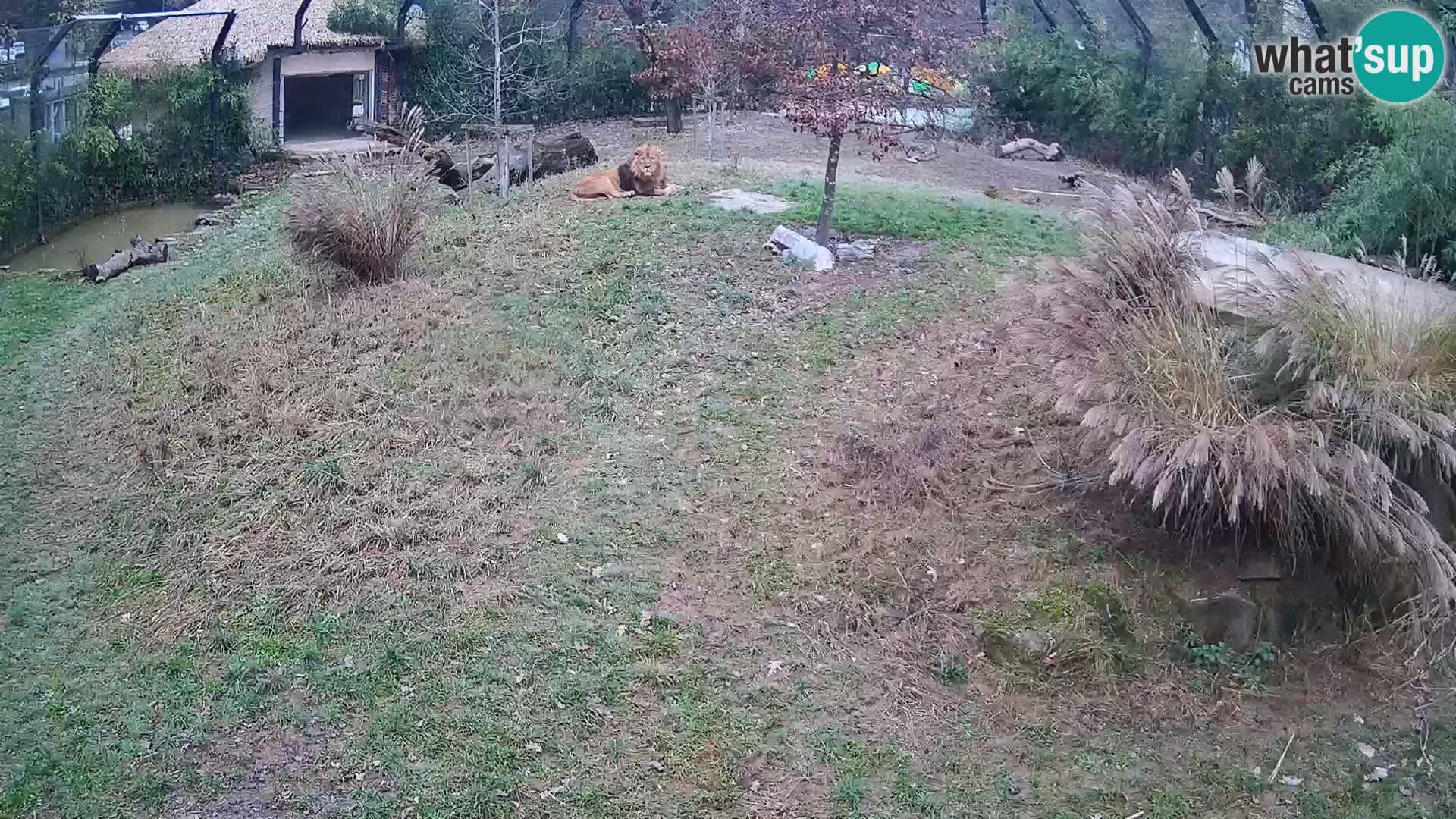 Ljubljana Zoo webcam Lion