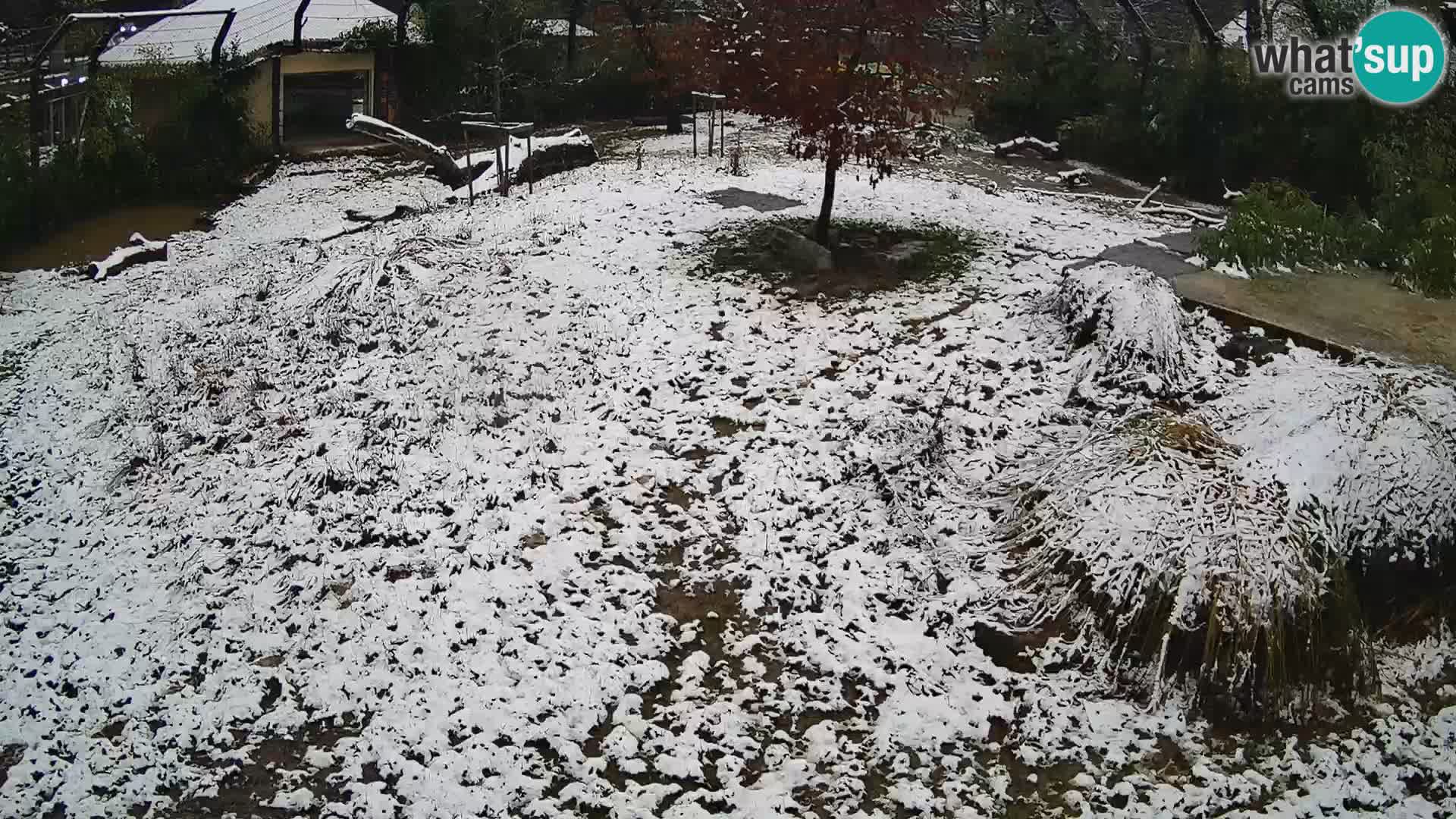 Živalski vrt Ljubljana kamera v živo Levi