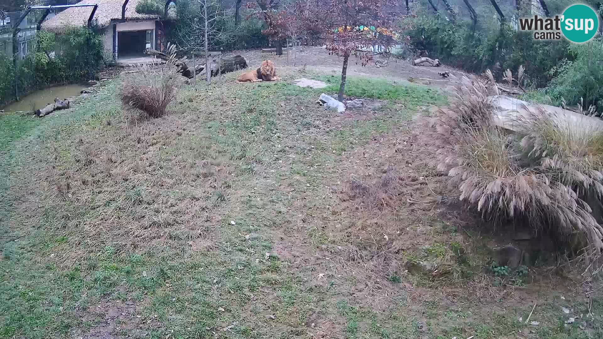 Ljubljana Zoo webcam Lion