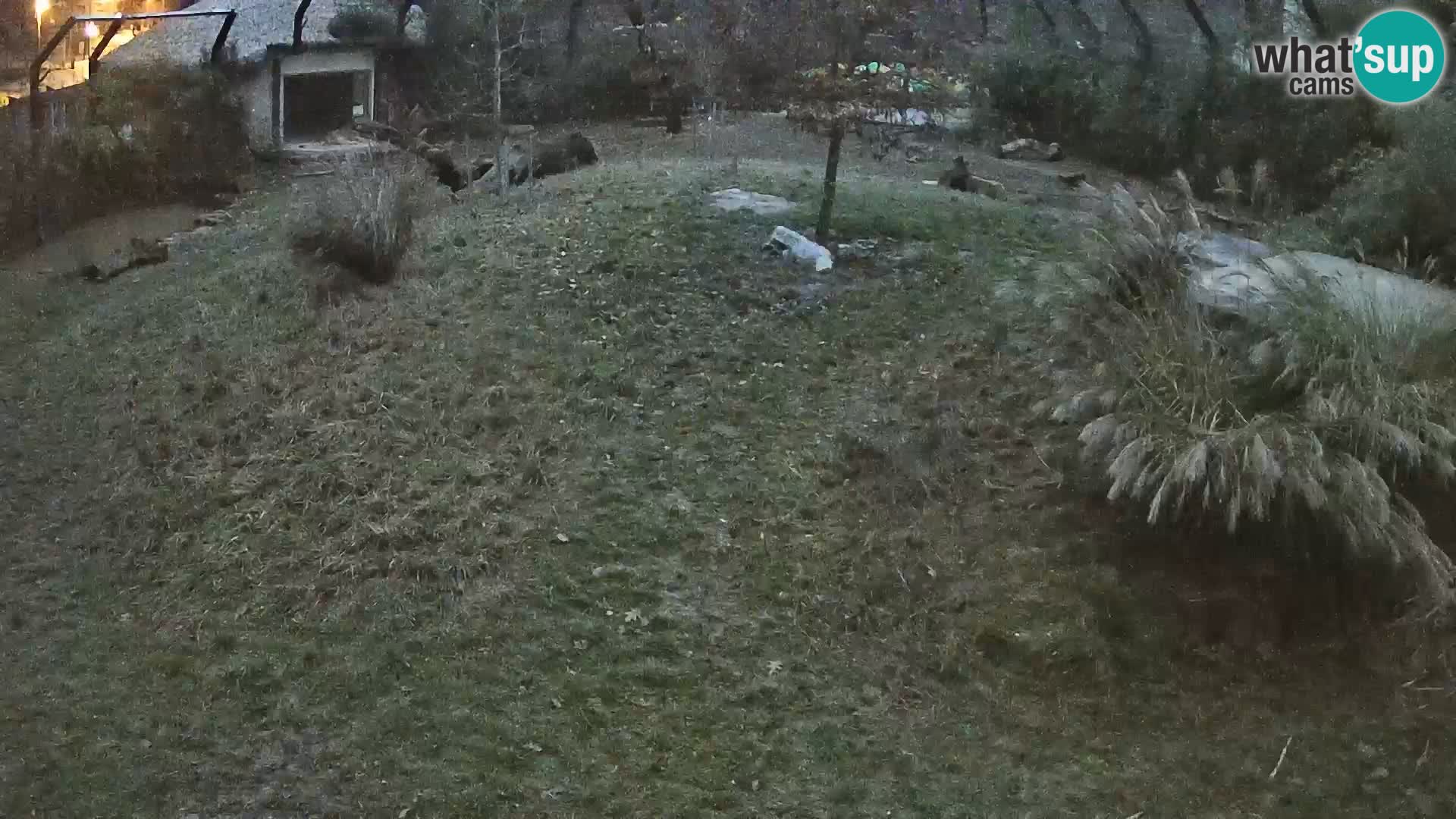 Zoo Ljubljana camera en vivo Leones