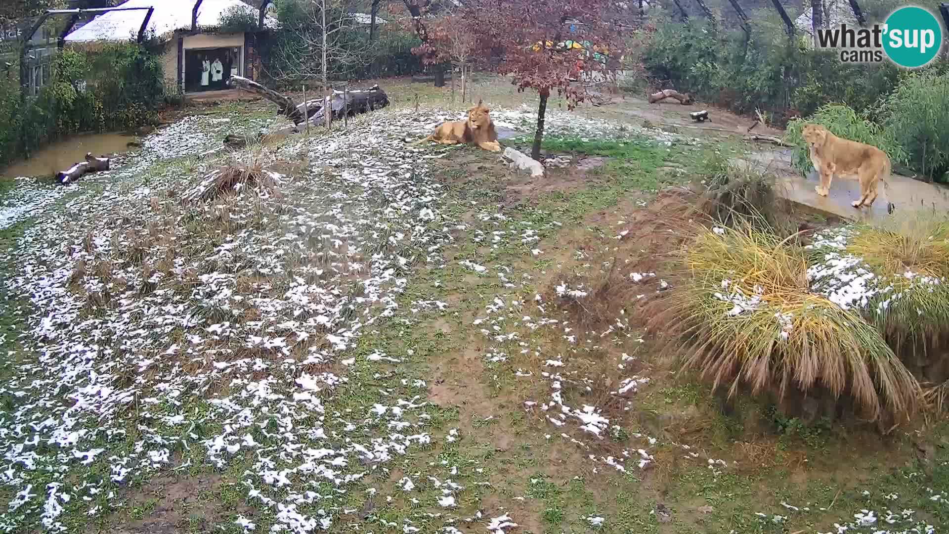 Zoo Lubiana live webcam Leoni