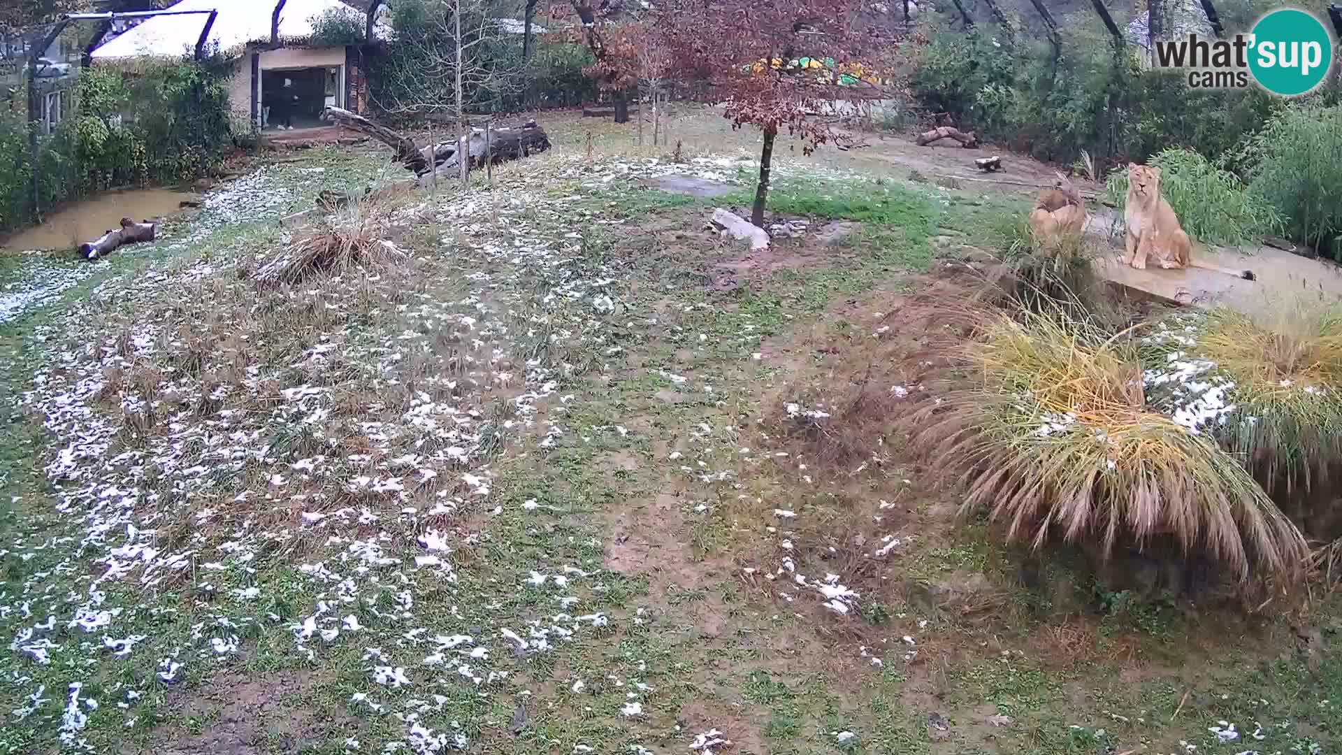Zoo Ljubljana webcam Löwen