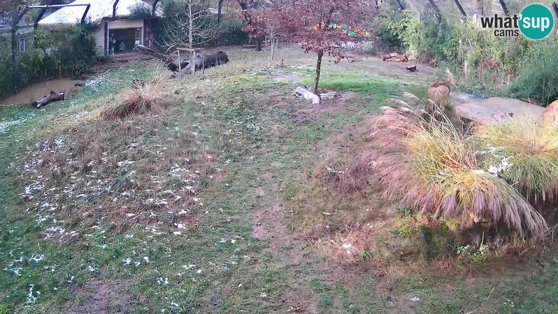 Zoo Lubiana live webcam Leoni
